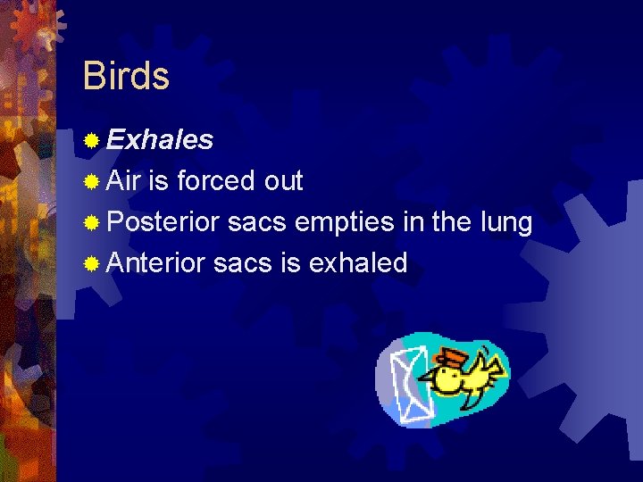 Birds ® Exhales ® Air is forced out ® Posterior sacs empties in the