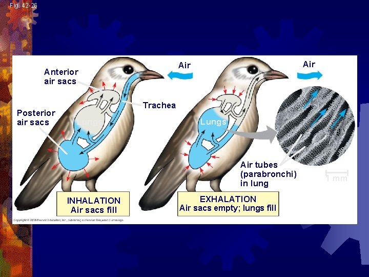 Fig. 42 -26 Anterior air sacs Posterior air sacs Air Trachea Lungs Air tubes