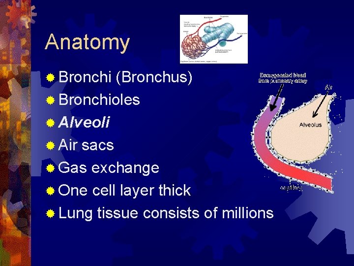 Anatomy ® Bronchi (Bronchus) ® Bronchioles ® Alveoli ® Air sacs ® Gas exchange