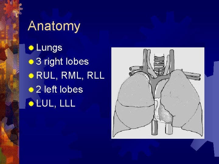Anatomy ® Lungs ® 3 right lobes ® RUL, RML, RLL ® 2 left