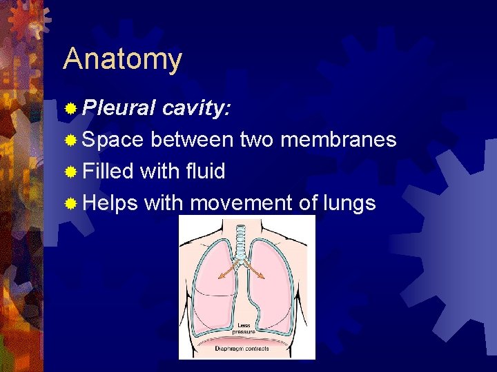 Anatomy ® Pleural cavity: ® Space between two membranes ® Filled with fluid ®