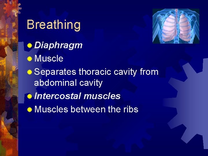 Breathing ® Diaphragm ® Muscle ® Separates thoracic cavity from abdominal cavity ® Intercostal