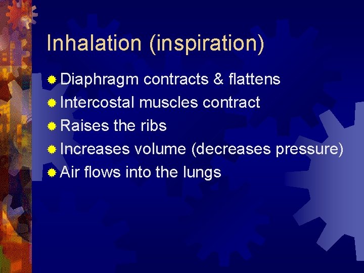 Inhalation (inspiration) ® Diaphragm contracts & flattens ® Intercostal muscles contract ® Raises the