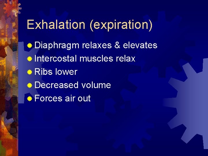 Exhalation (expiration) ® Diaphragm relaxes & elevates ® Intercostal muscles relax ® Ribs lower