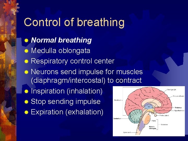 Control of breathing ® Normal breathing ® Medulla oblongata ® Respiratory control center ®