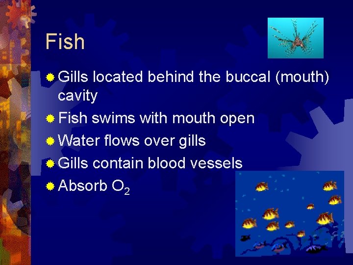Fish ® Gills located behind the buccal (mouth) cavity ® Fish swims with mouth