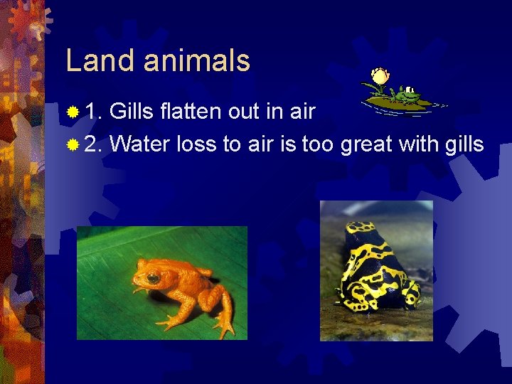 Land animals ® 1. Gills flatten out in air ® 2. Water loss to