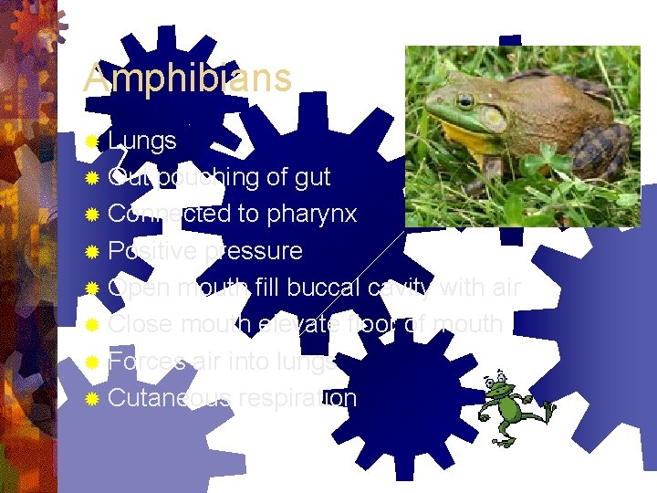 Amphibians ® Lungs ® Out pouching of gut ® Connected to pharynx ® Positive