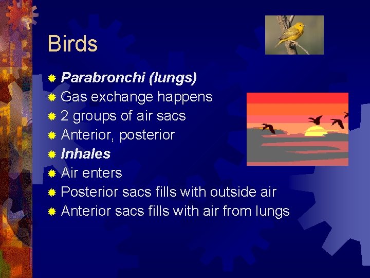 Birds ® Parabronchi (lungs) ® Gas exchange happens ® 2 groups of air sacs