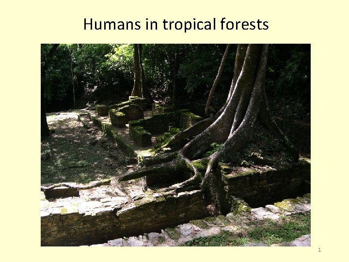 Humans in tropical forests 1 