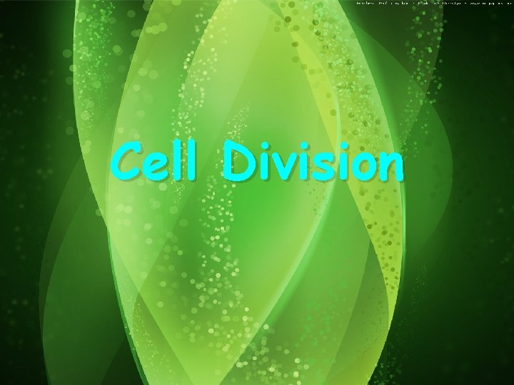 Cell Division 