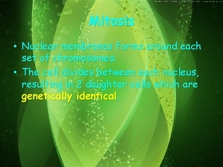 Mitosis • Nuclear membranes forms around each set of chromosomes. • The cell divides