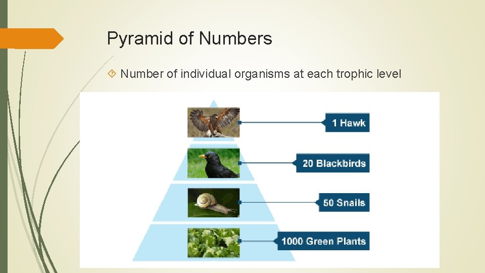 Pyramid of Numbers Number of individual organisms at each trophic level 