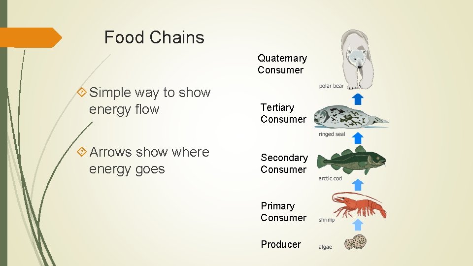 Food Chains Quaternary Consumer Simple way to show energy flow Arrows show where energy