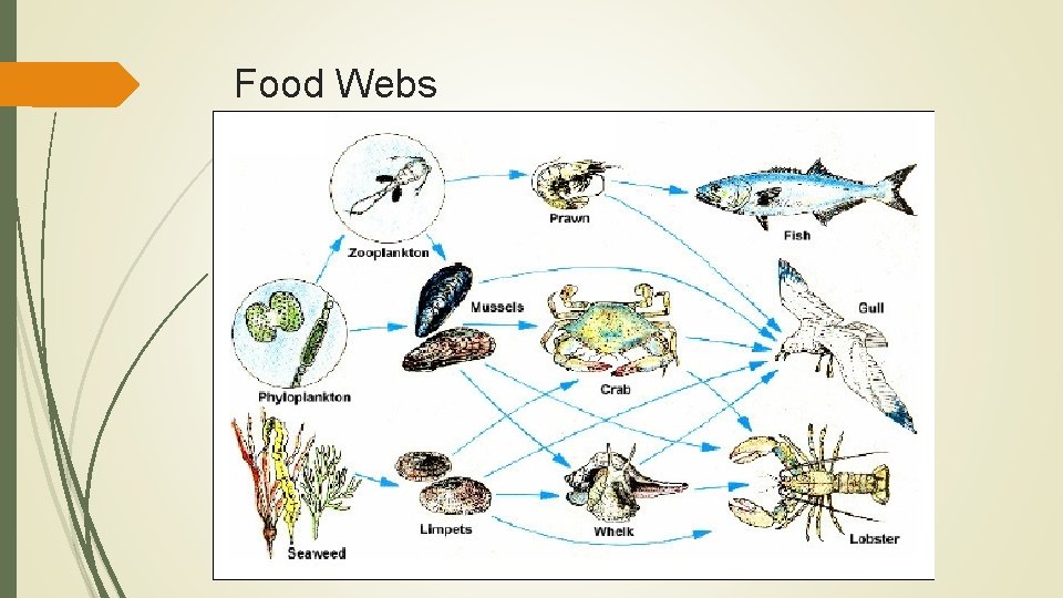 Food Webs 