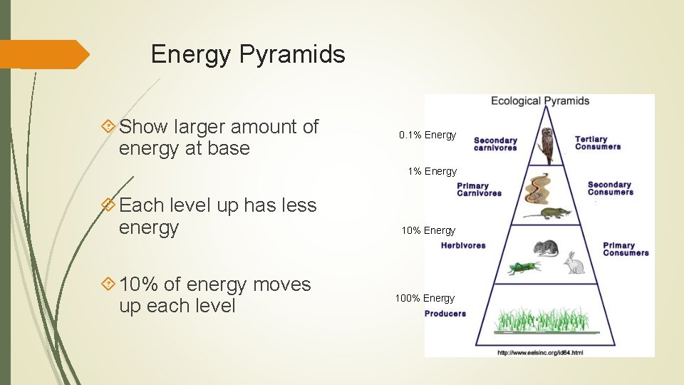 Energy Pyramids Show larger amount of energy at base 0. 1% Energy Each level