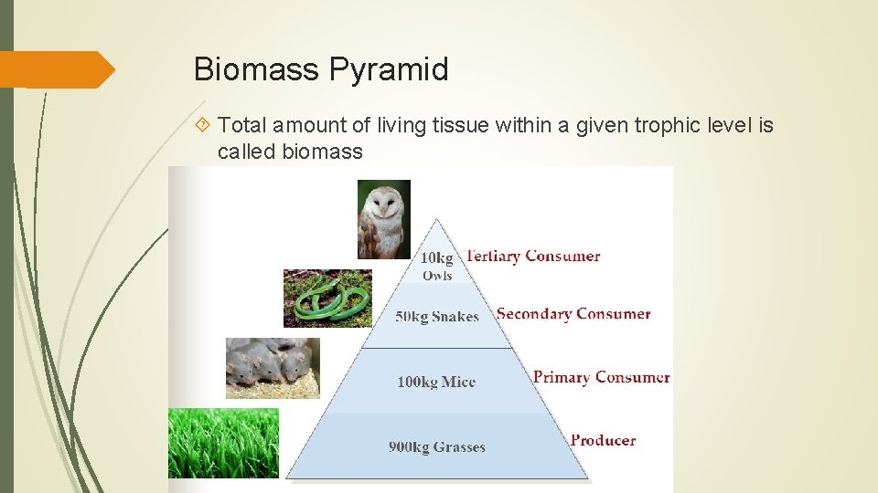 Biomass Pyramid Total amount of living tissue within a given trophic level is called