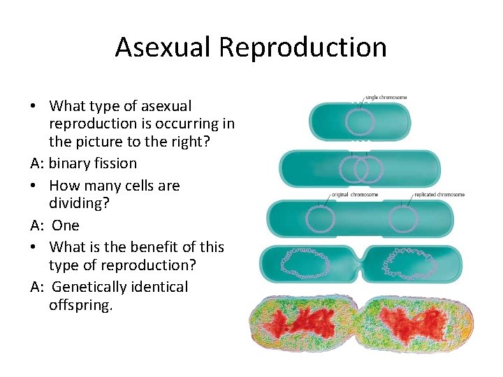 Asexual Reproduction • What type of asexual reproduction is occurring in the picture to