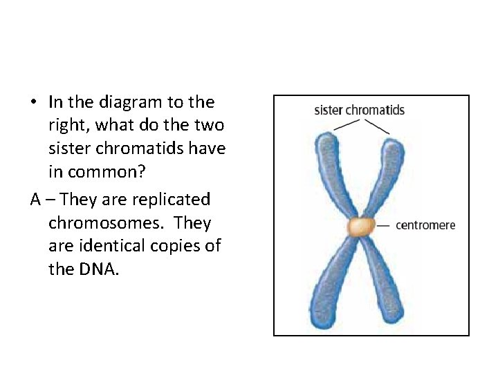  • In the diagram to the right, what do the two sister chromatids