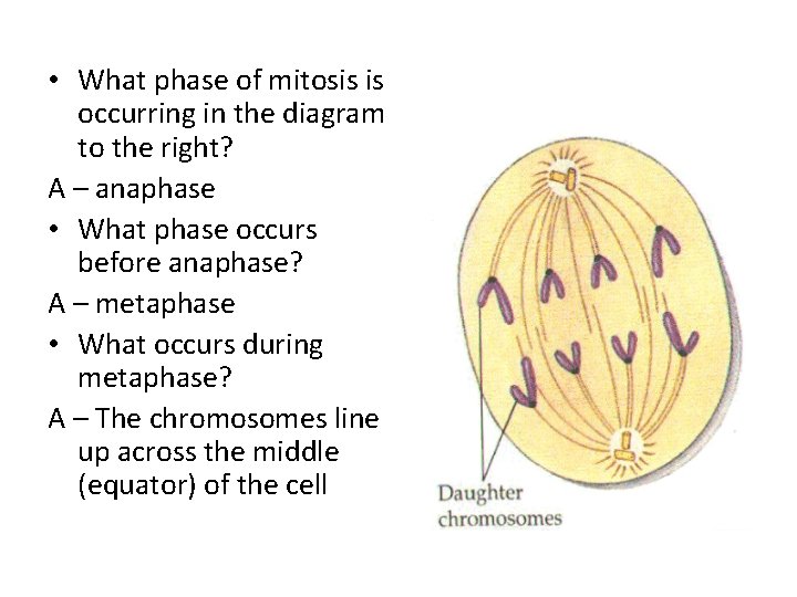  • What phase of mitosis is occurring in the diagram to the right?