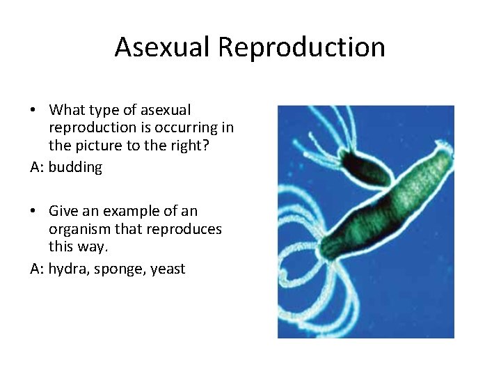 Asexual Reproduction • What type of asexual reproduction is occurring in the picture to