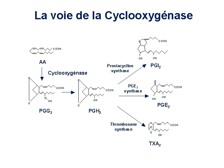 La voie de la Cyclooxygénase COOH O COOH AA Prostacycline synthase Cyclooxygénase O PGI La voie de la Cyclooxygénase COOH O COOH AA Prostacycline synthase Cyclooxygénase O PGI