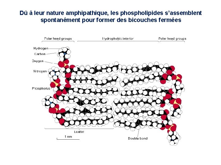 Dû à leur nature amphipathique, les phospholipides s’assemblent spontanément pour former des bicouches fermées Dû à leur nature amphipathique, les phospholipides s’assemblent spontanément pour former des bicouches fermées