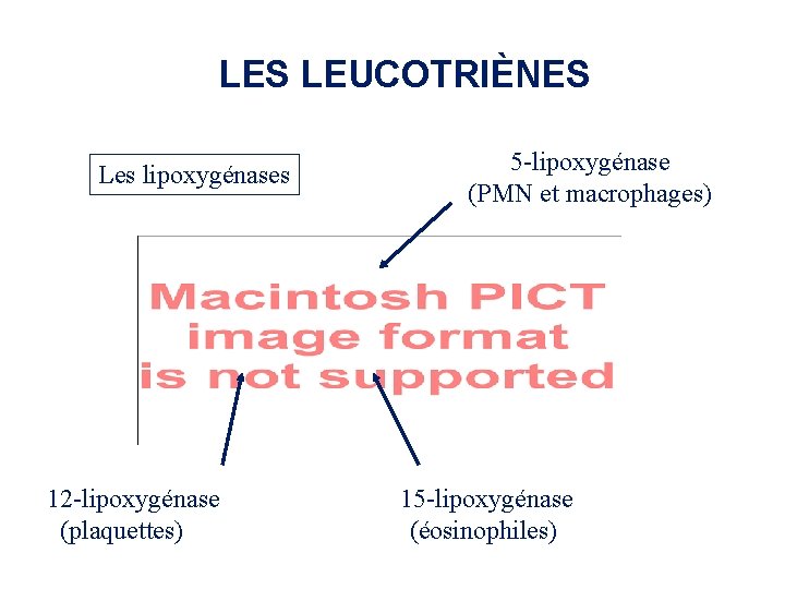 LES LEUCOTRIÈNES Les lipoxygénases 12 -lipoxygénase (plaquettes) 5 -lipoxygénase (PMN et macrophages) 15 -lipoxygénase LES LEUCOTRIÈNES Les lipoxygénases 12 -lipoxygénase (plaquettes) 5 -lipoxygénase (PMN et macrophages) 15 -lipoxygénase