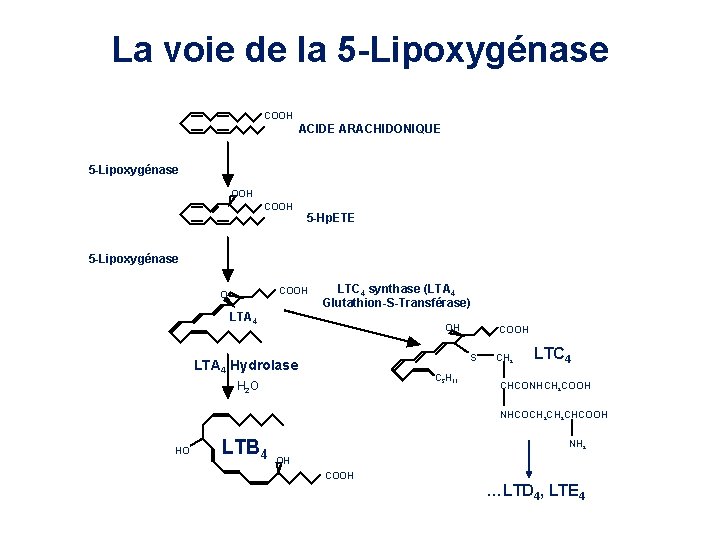 La voie de la 5 -Lipoxygénase COOH ACIDE ARACHIDONIQUE 5 -Lipoxygénase OOH COOH 5 La voie de la 5 -Lipoxygénase COOH ACIDE ARACHIDONIQUE 5 -Lipoxygénase OOH COOH 5