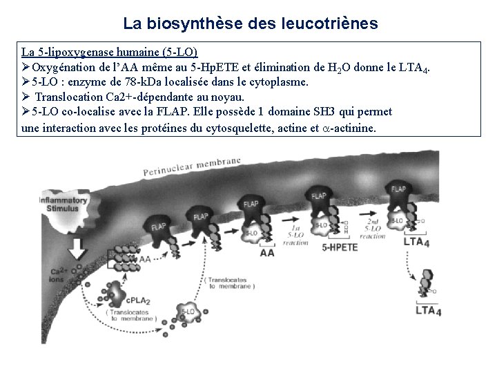 La biosynthèse des leucotriènes La 5 -lipoxygenase humaine (5 -LO) Oxygénation de l’AA même La biosynthèse des leucotriènes La 5 -lipoxygenase humaine (5 -LO) Oxygénation de l’AA même