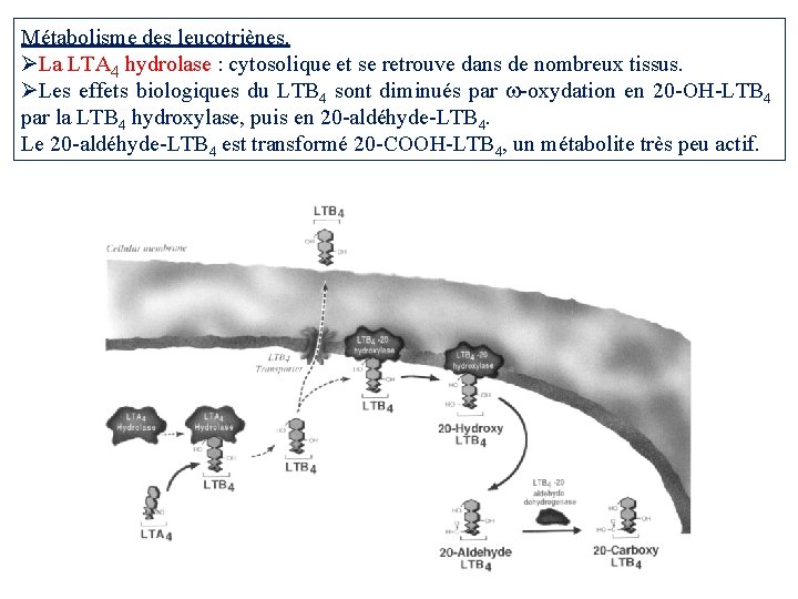 Métabolisme des leucotriènes. La LTA 4 hydrolase : cytosolique et se retrouve dans de Métabolisme des leucotriènes. La LTA 4 hydrolase : cytosolique et se retrouve dans de