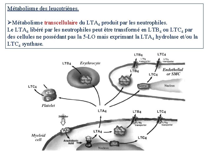 Métabolisme des leucotriènes. Métabolisme transcellulaire du LTA 4 produit par les neutrophiles. Le LTA Métabolisme des leucotriènes. Métabolisme transcellulaire du LTA 4 produit par les neutrophiles. Le LTA