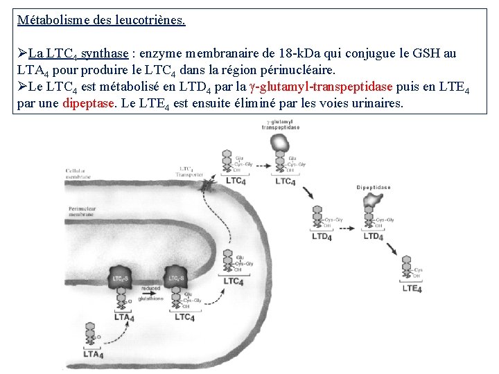 Métabolisme des leucotriènes. La LTC 4 synthase : enzyme membranaire de 18 -k. Da Métabolisme des leucotriènes. La LTC 4 synthase : enzyme membranaire de 18 -k. Da