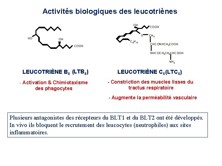 Activités biologiques des leucotriènes OH HO COOH S OH C 5 H 11 COOH Activités biologiques des leucotriènes OH HO COOH S OH C 5 H 11 COOH