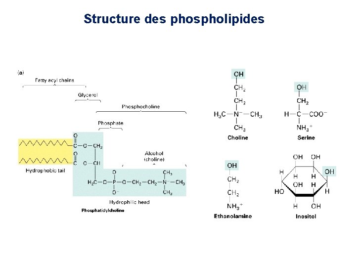 Structure des phospholipides Structure des phospholipides