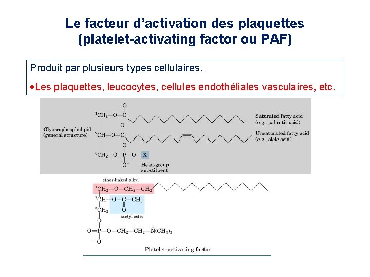 Le facteur d’activation des plaquettes (platelet-activating factor ou PAF) Produit par plusieurs types cellulaires. Le facteur d’activation des plaquettes (platelet-activating factor ou PAF) Produit par plusieurs types cellulaires.