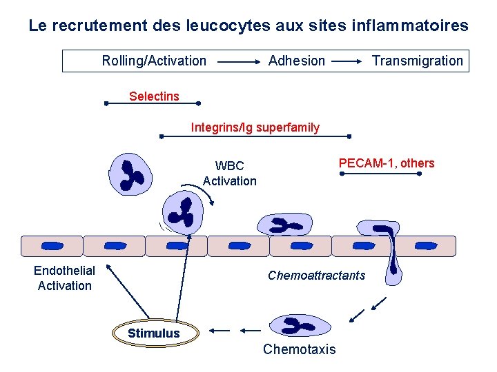 Le recrutement des leucocytes aux sites inflammatoires Rolling/Activation Adhesion Transmigration Selectins Integrins/Ig superfamily PECAM-1, Le recrutement des leucocytes aux sites inflammatoires Rolling/Activation Adhesion Transmigration Selectins Integrins/Ig superfamily PECAM-1,