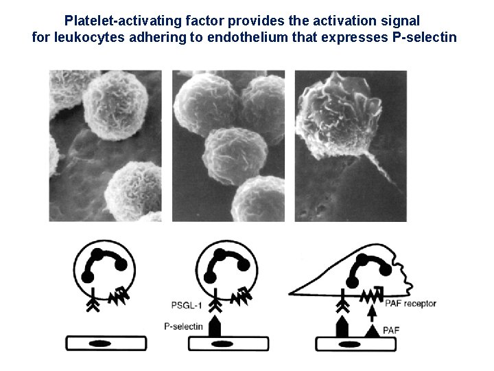 Platelet-activating factor provides the activation signal for leukocytes adhering to endothelium that expresses P-selectin Platelet-activating factor provides the activation signal for leukocytes adhering to endothelium that expresses P-selectin