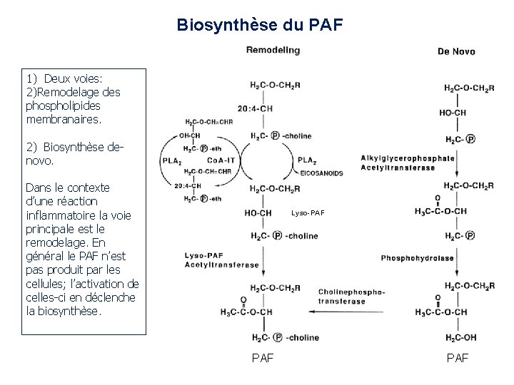 Biosynthèse du PAF 1) Deux voies: 2)Remodelage des phospholipides membranaires. 2) Biosynthèse denovo. Dans Biosynthèse du PAF 1) Deux voies: 2)Remodelage des phospholipides membranaires. 2) Biosynthèse denovo. Dans