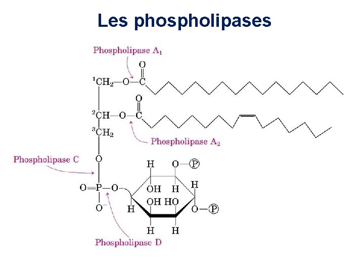 Les phospholipases Les phospholipases