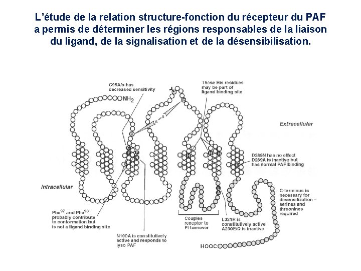 L’étude de la relation structure-fonction du récepteur du PAF a permis de déterminer les L’étude de la relation structure-fonction du récepteur du PAF a permis de déterminer les