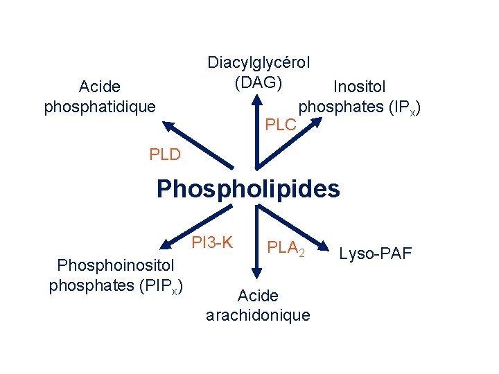 Acide phosphatidique Diacylglycérol (DAG) Inositol phosphates (IPx) PLC PLD Phospholipides PI 3 -K Phosphoinositol Acide phosphatidique Diacylglycérol (DAG) Inositol phosphates (IPx) PLC PLD Phospholipides PI 3 -K Phosphoinositol