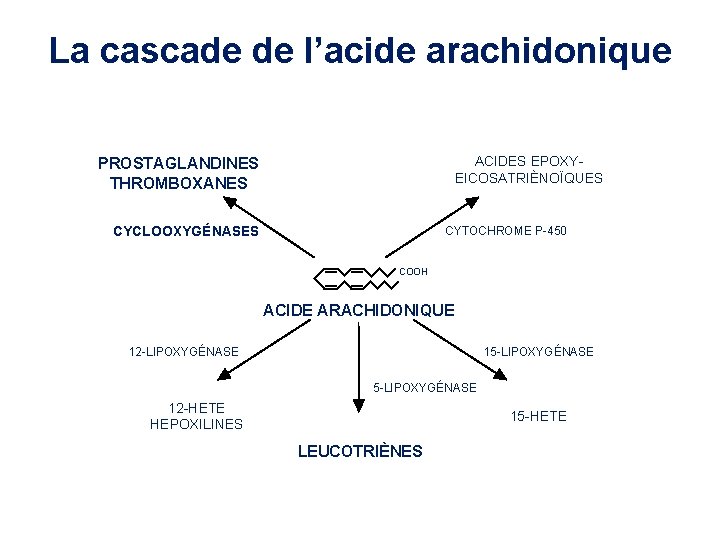 La cascade de l’acide arachidonique ACIDES EPOXYEICOSATRIÈNOÏQUES PROSTAGLANDINES THROMBOXANES CYCLOOXYGÉNASES CYTOCHROME P-450 COOH ACIDE La cascade de l’acide arachidonique ACIDES EPOXYEICOSATRIÈNOÏQUES PROSTAGLANDINES THROMBOXANES CYCLOOXYGÉNASES CYTOCHROME P-450 COOH ACIDE