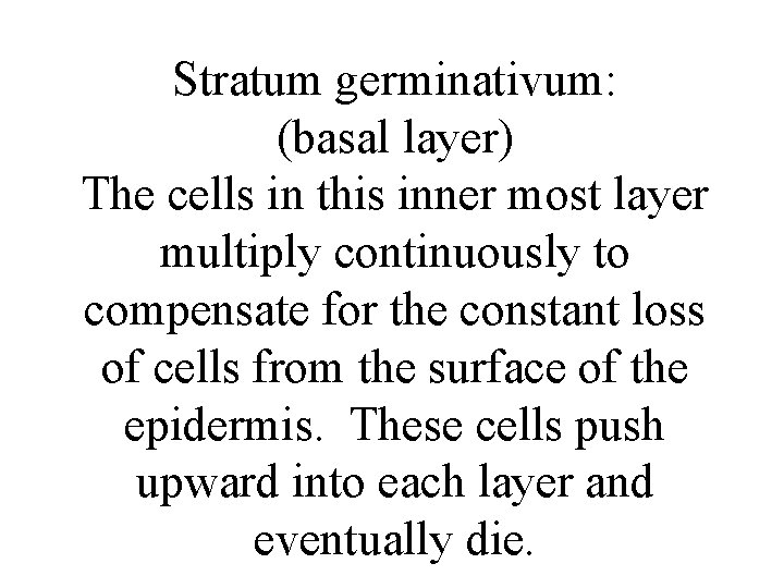 Stratum germinativum: (basal layer) The cells in this inner most layer multiply continuously to