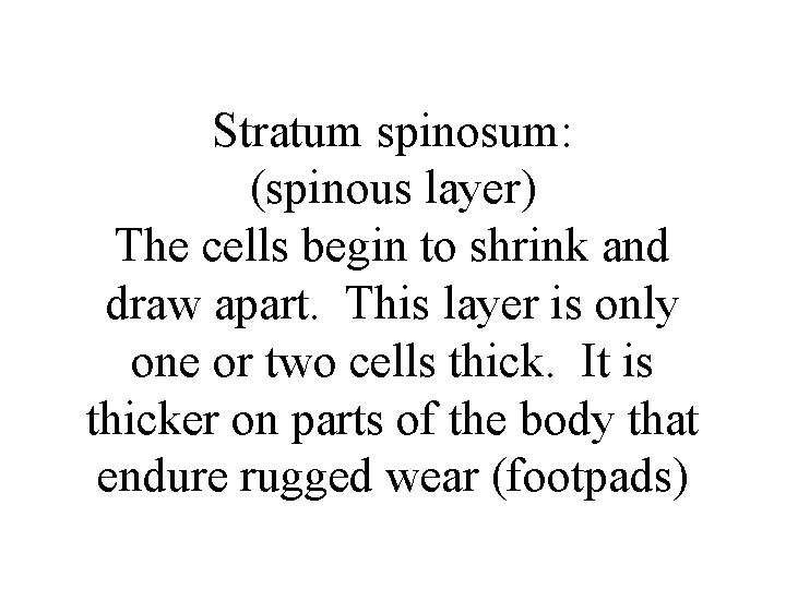 Stratum spinosum: (spinous layer) The cells begin to shrink and draw apart. This layer