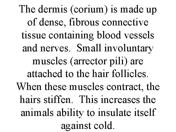 The dermis (corium) is made up of dense, fibrous connective tissue containing blood vessels