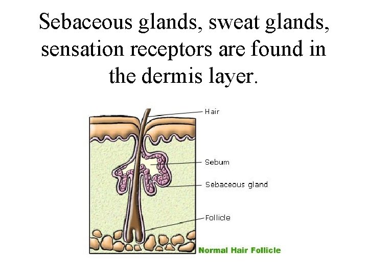 Sebaceous glands, sweat glands, sensation receptors are found in the dermis layer. 