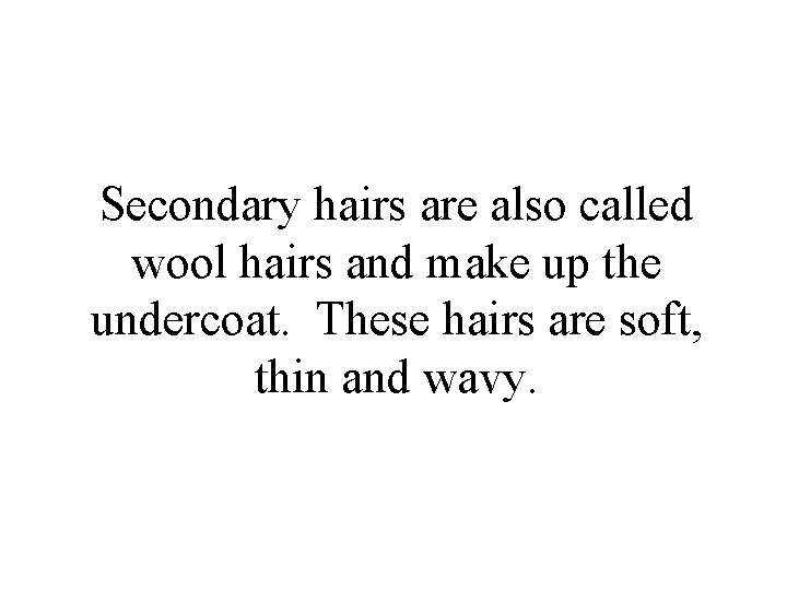 Secondary hairs are also called wool hairs and make up the undercoat. These hairs