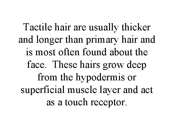 Tactile hair are usually thicker and longer than primary hair and is most often