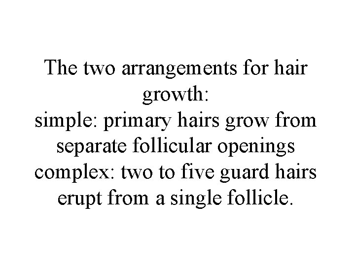 The two arrangements for hair growth: simple: primary hairs grow from separate follicular openings